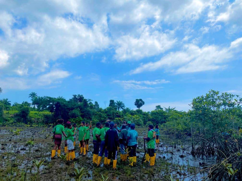 Mangrove nursery with propagules ready for planting